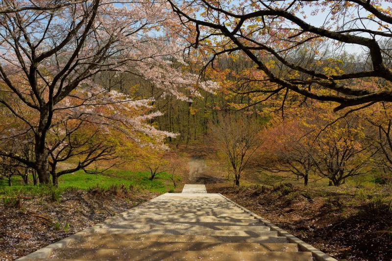 [ 美の山公園の山桜 ]  