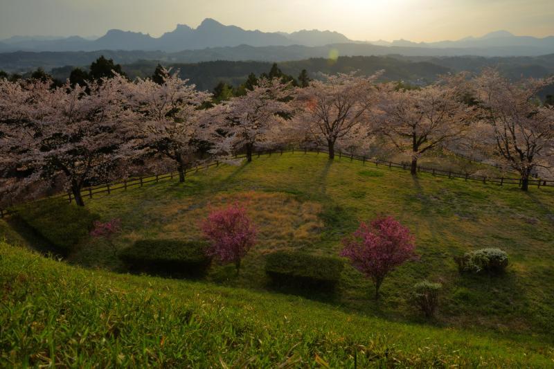 [ 後閑城址公園の桜 ]  