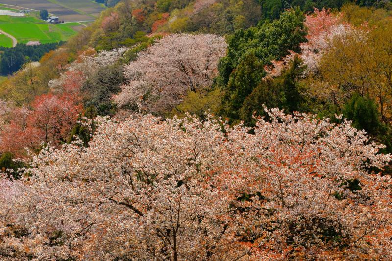 [ 斜面に溢れる山桜 ]  林道からは山一面に広がる桜と田園地帯が一望できます。山桜と新緑が織りなす模様が美しい。