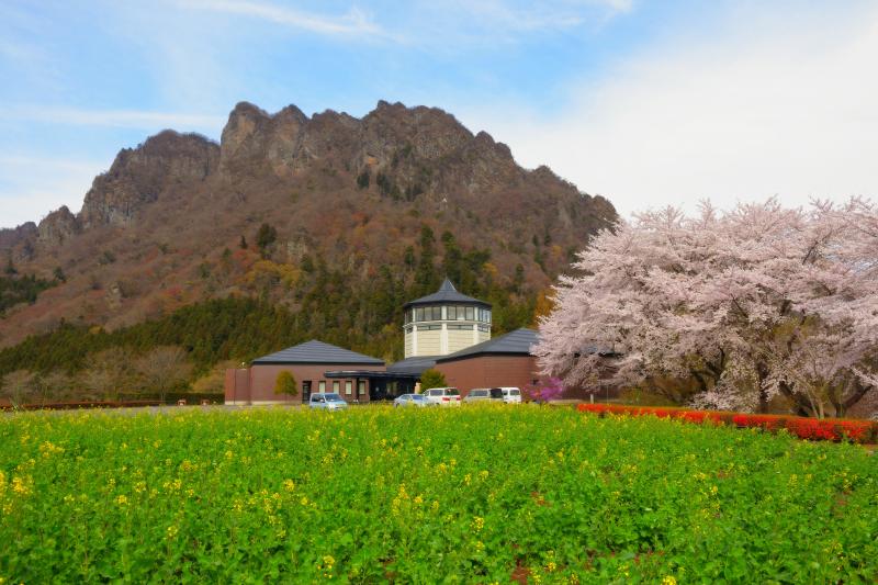 [ 桜並木と妙義 ]  美術館横には桜並木、庭には菜の花畑が広がっていました。迫力ある妙義山が背後にそびえています。