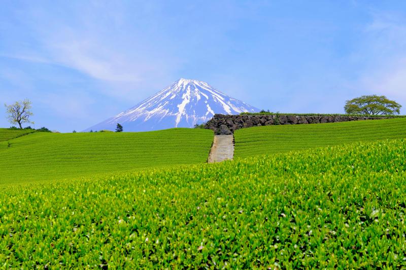 [ 雄大な富士と緑溢れる大地 ]  新芽が生き生きとした茶畑。その先に残雪の富士が見えます。春らしい雲が流れ、とても美しい風景でした。