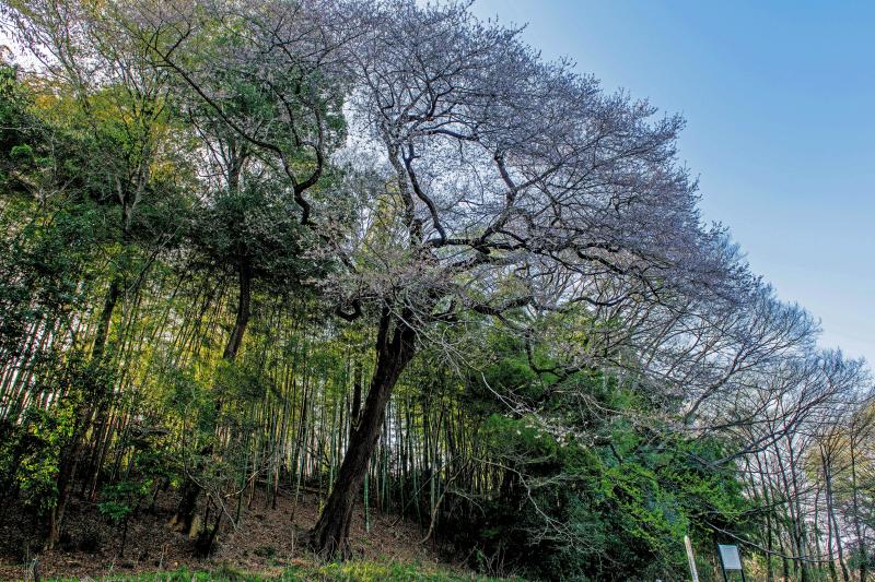 [ 竹林とエドヒガンの古木 ]  公園内の竹林の前に巨大な桜の古木が立っています。