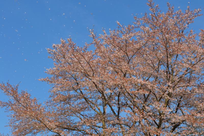 [ 後閑城址公園の桜 ]  