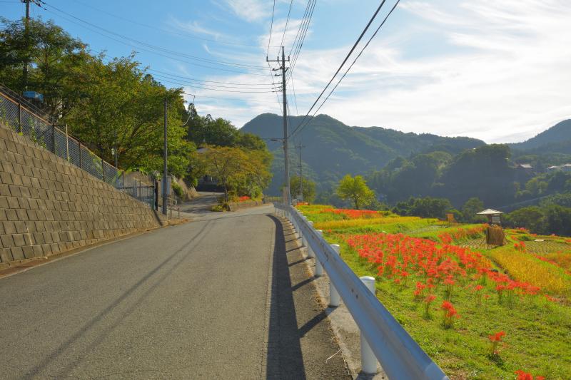 [ 寺坂棚田 彼岸花 ]  