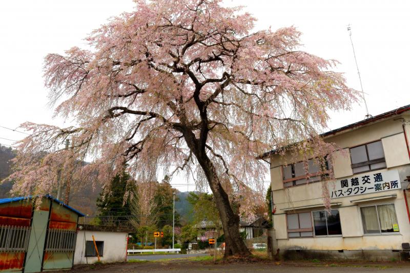 [ 下馬桜 ]  昔の関所跡に立つ一本桜。背が高く、枝ぶりの綺麗な桜です。