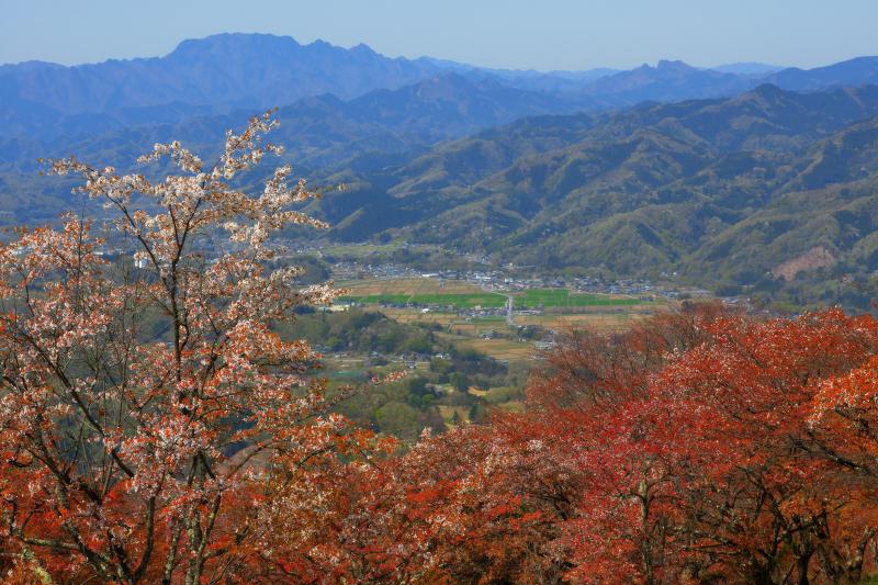 [ 両神山と美の山のヤマザクラ ]  春の美の山はヤマザクラに彩られ、眼下には秩父の街並み、遠くには両神山が見えます。