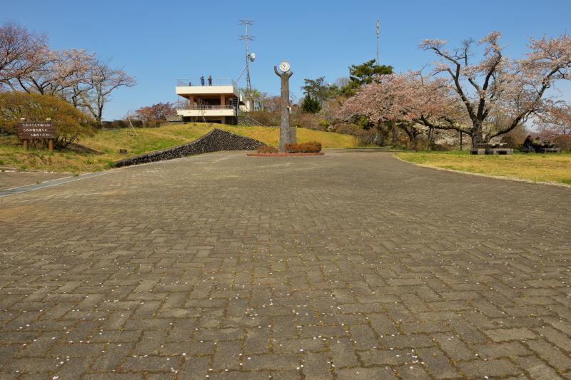 [ 美の山公園の山桜 ]  