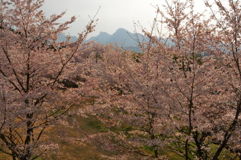 [ 後閑城址公園の桜 ]  