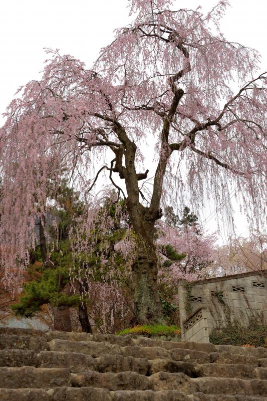 [ 妙義神社 ]  