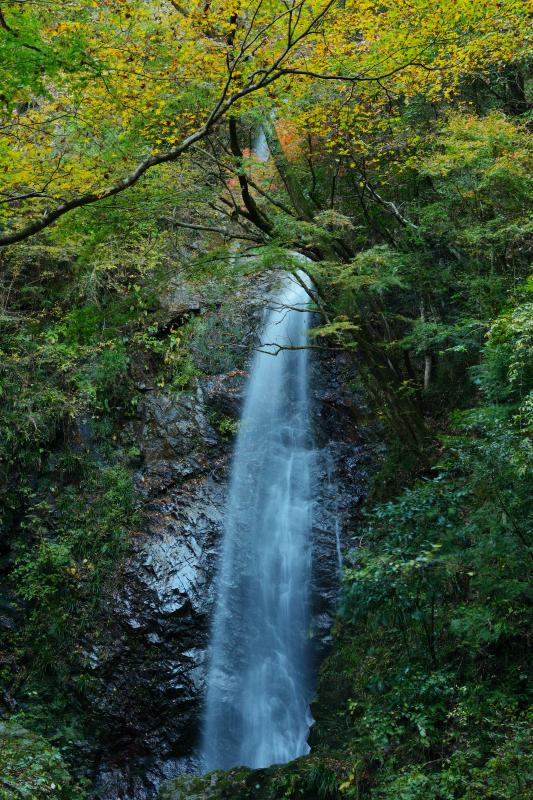 [ 紅葉の中から ]  紅葉した木々の中から流れ落ちる水。遊歩道で滝壷の近くまで行くことができます。