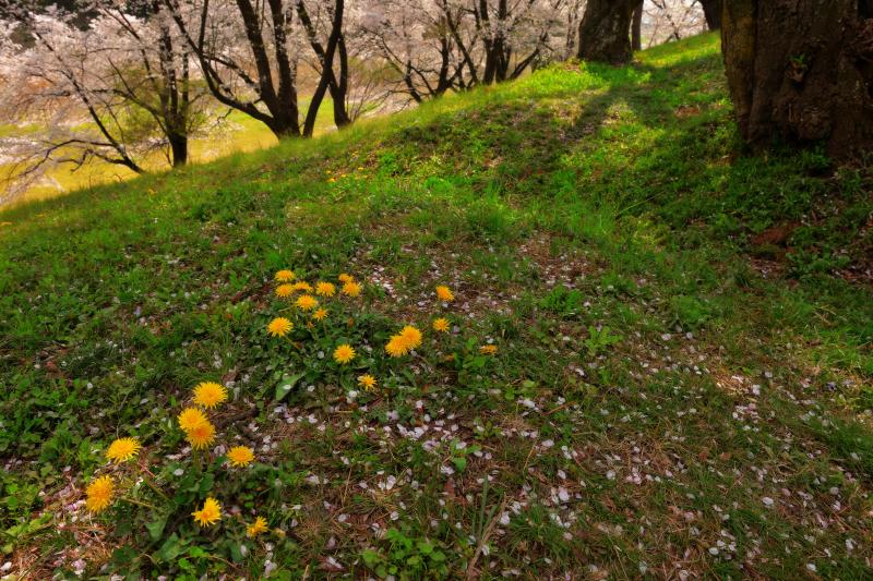 [ タンポポ咲く丘 ]  古墳にはたくさんの桜が咲き乱れ、足元にはタンポポが。古墳の上の遊歩道を歩くと桜を近く感じることができます。