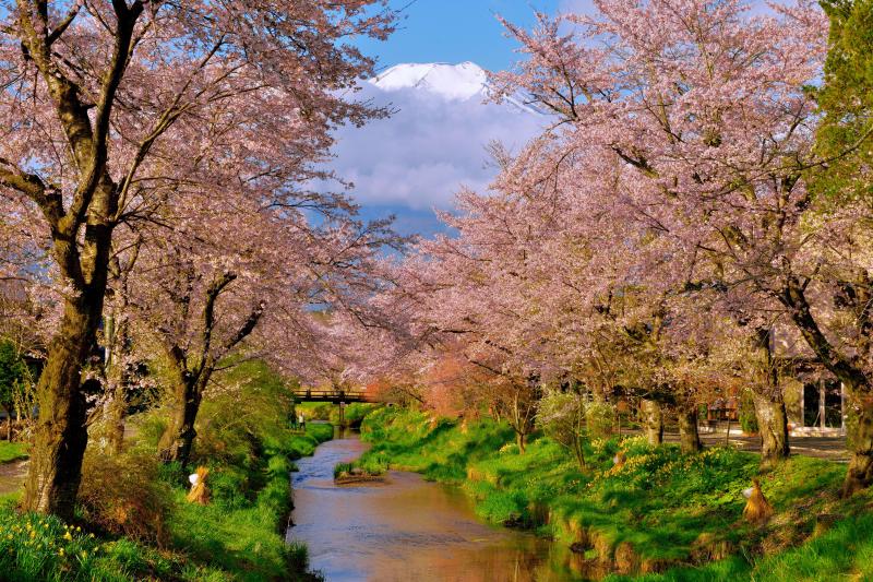 開宴| 桜と富士山の撮影スポットで有名な忍野村の「お宮橋」から撮影しました。
雲に隠れていた富士山が現れると歓喜の声が上がります。
