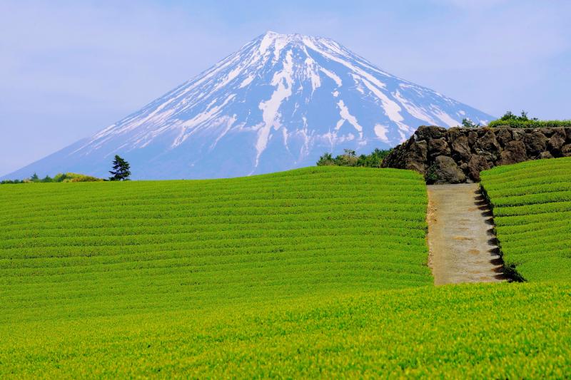 [ 大地の模様 ]  新茶の季節、黄緑の芽が伸びてきて、爽やかな風景が広がっていました。