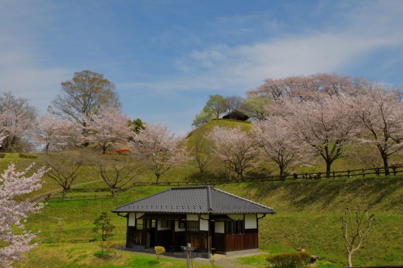 [ 後閑城址公園の桜 ]  