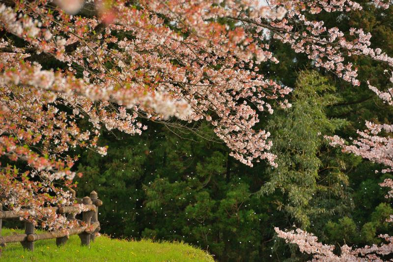 [ 後閑城址公園の桜 ]  