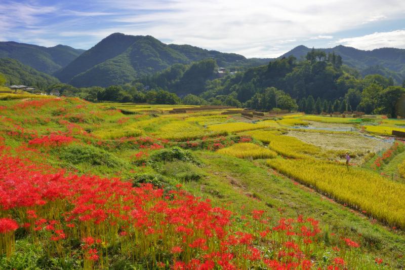 [ 寺坂棚田 彼岸花 ]  