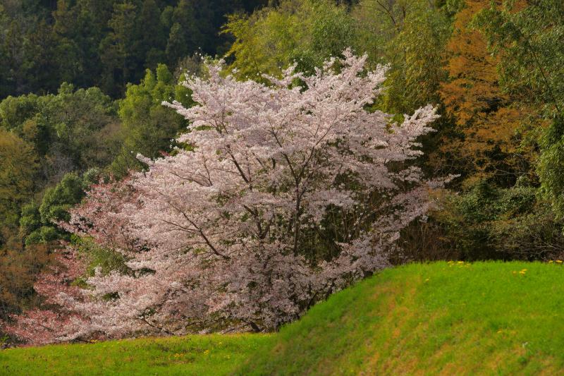 [ 後閑城址公園の桜 ]  