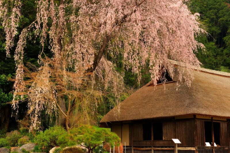 [ 古民家を守る大桜 ]  桜の古木が緑の林の中から、古民家を彩るように伸びています。建物は江戸時代初期のもので、重要文化財になっています。