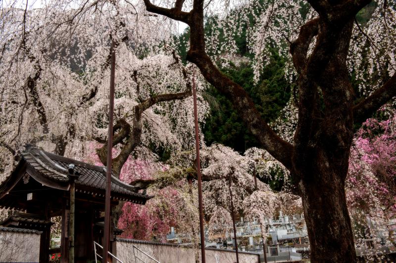 [ 桜に埋もれる寺院 ]  三十本ものしだれ桜が境内と空を埋め尽くす、しだれ桜の名所。