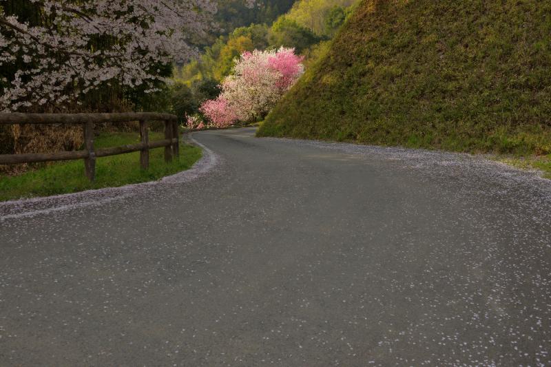 [ 後閑城址公園の桜 ]  