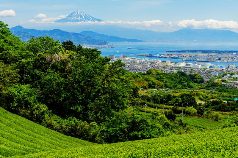 [ 茶畑と海と富士 ]  日本平の茶畑から清水港と富士山を撮影。手前の木には藤が咲いています。