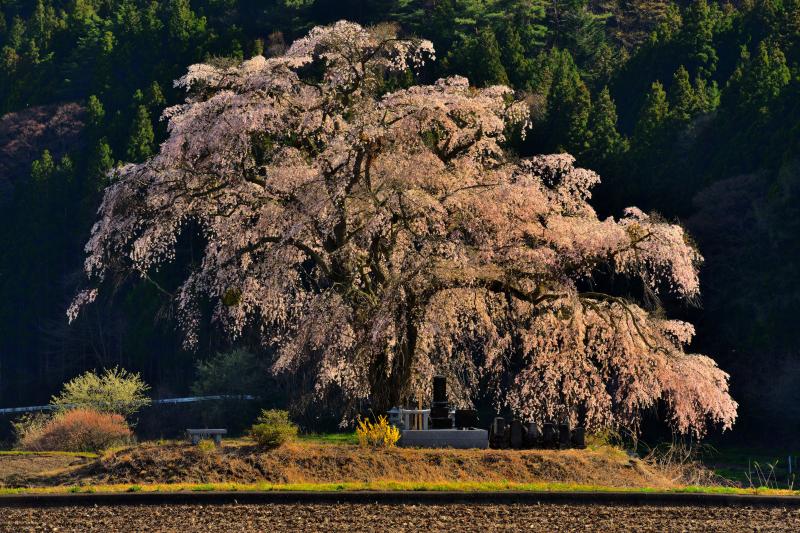 [ 夕陽に輝いて ]  斜光を浴びた桜が美しく浮かび上がっていました。