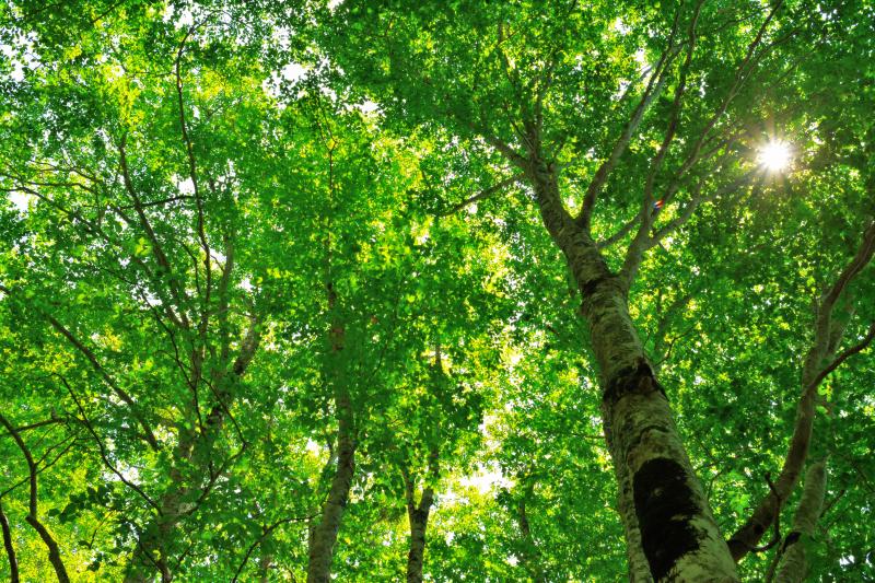 [ ブナ林の木漏れ日 ]  空を埋め尽くすほどのブナの枝と葉。空一面に緑の世界が広がっていました。