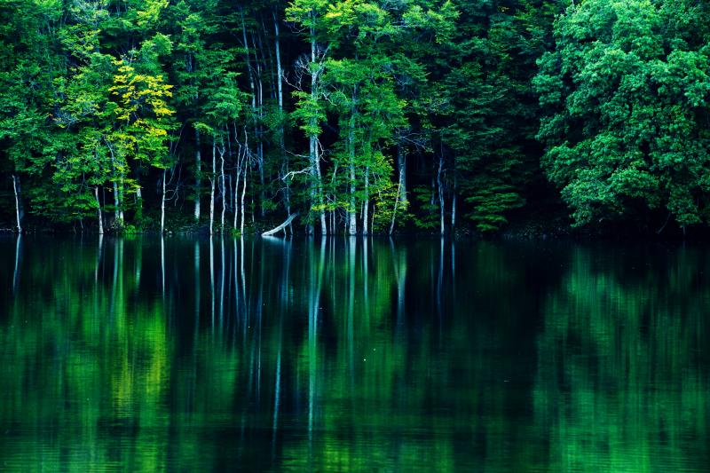 [ 深静 ]  夏の深い緑に包まれた蔦沼。湖畔の木々が美しい。