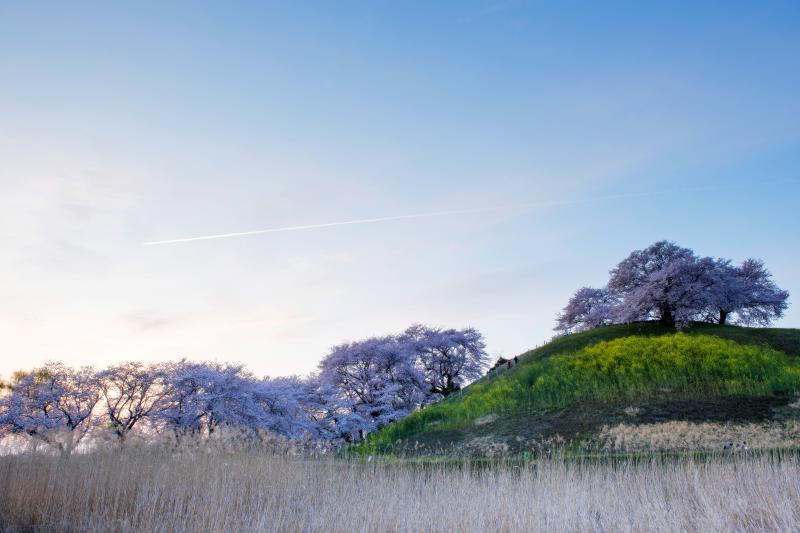 [ 古墳の桜と夕暮れ ]  古墳手前の桜並木の上に飛行機雲が現れました。