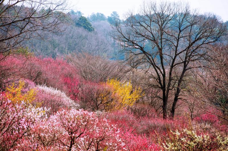 [ 丘陵の春 ]  森林公園の梅園の最上部からの俯瞰写真です。春を満喫できる場所です。