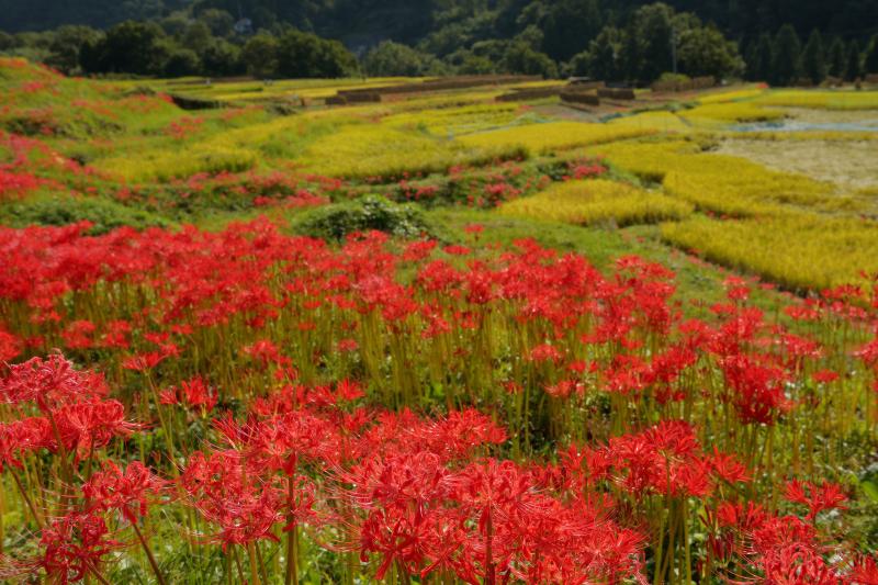 [ 寺坂棚田 彼岸花 ]  