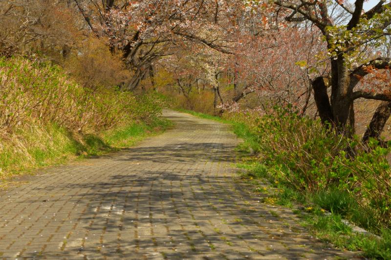 [ 美の山公園の山桜 ]  