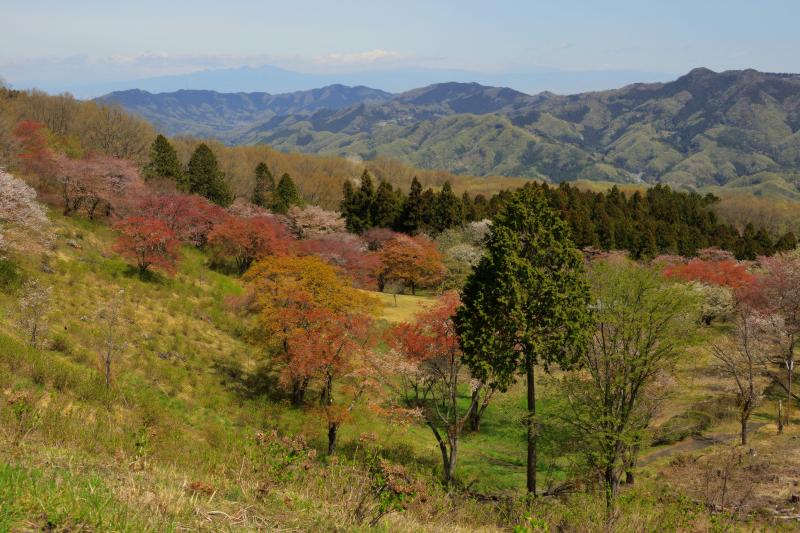 [ 美の山公園の山桜 ]  