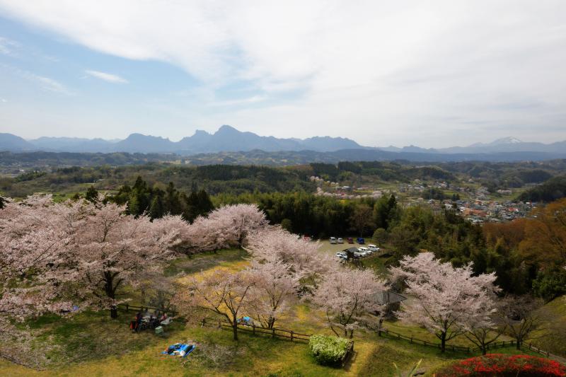 [ 後閑城址公園の桜 ]  