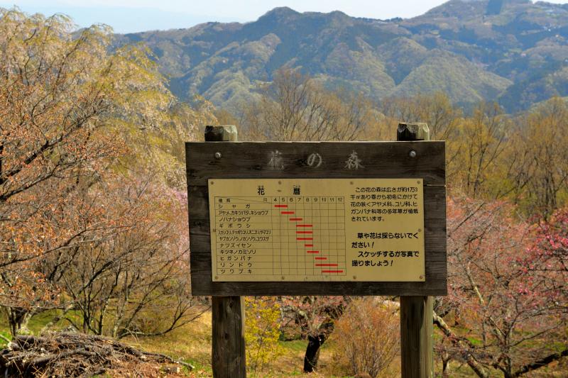 [ 美の山公園の山桜 ]  