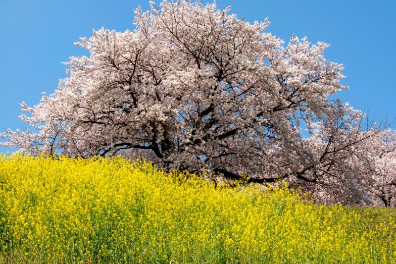 爽快| 菜の花の上で桜が咲き誇っています。菜の花と桜の写真が撮れるスポット。