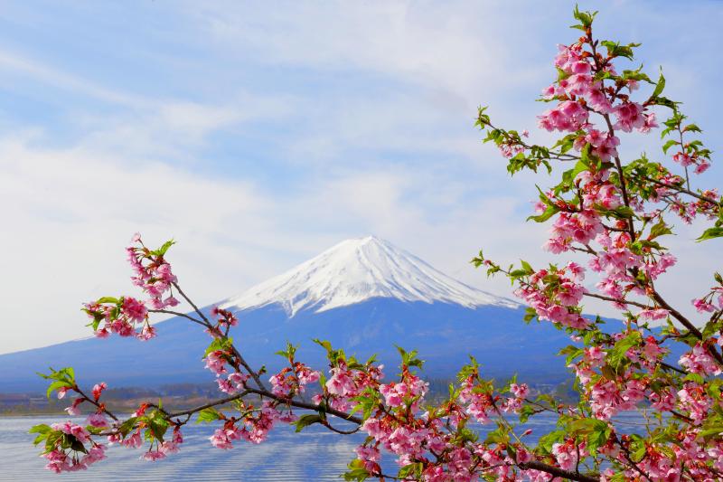 [ 春の波紋 ]  湖畔にピンクの河津桜が咲いていました。ピンクの花がブルーの湖面と空に映えます。