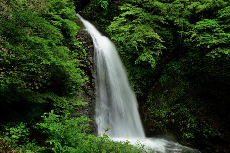 [ 大仙の滝 ]  世立八滝の最下流にあるこの滝は水量豊富で豪快な姿を見せてくれます。