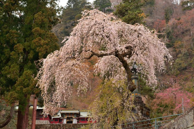 [ しっとりと咲くしだれ桜 ]  妙義神社の境内にあるしだれ桜。総門の近くから撮影。