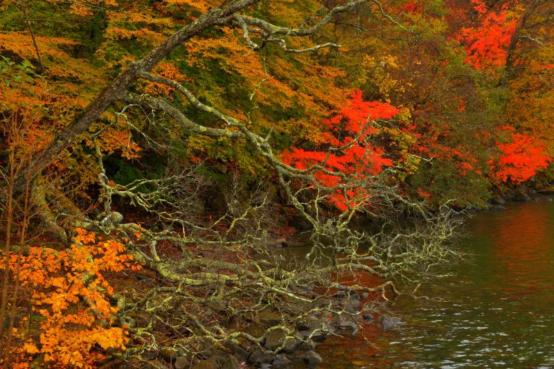 [ 湖畔のアート ]  湖畔には水に迫るほどに枝を伸ばした木々が。水面に映り込む紅葉が美しい。