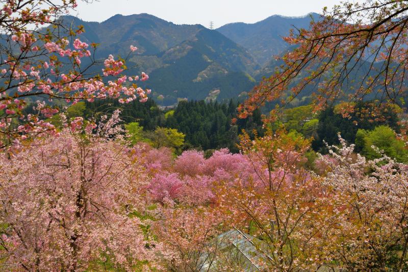 [ 八重咲く里山 ]  新緑と八重桜の桃源郷が広がっています。