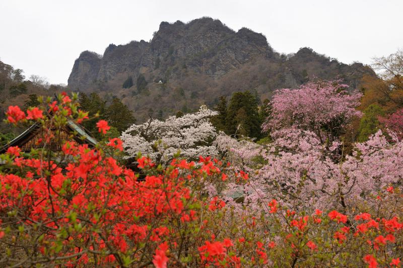 妙義山 春爛漫 | 迫力ある日本三大奇景のひとつ妙義山と賑やかな春の花たち。山の中腹に「大文字」が見えます。