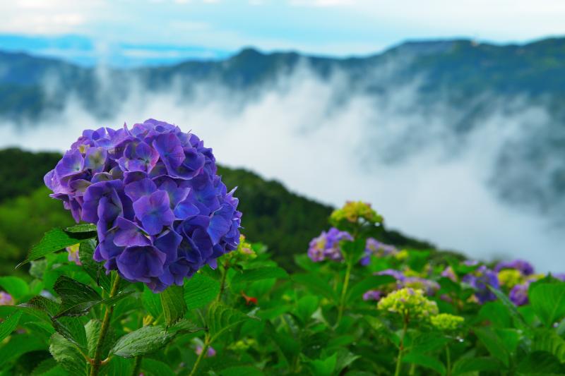 [ 美の山の紫陽花 ]  