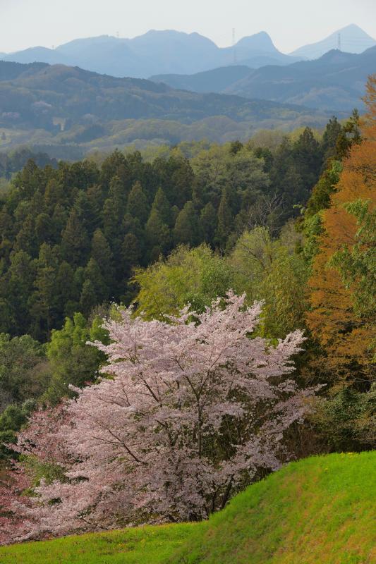 [ 後閑城址公園の桜 ]  