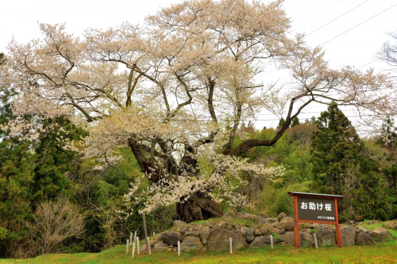 [ 樹齢300年の古桜 ]  猿ヶ京温泉・赤谷湖（相俣ダム）近くにあるエドヒガンザクラです。