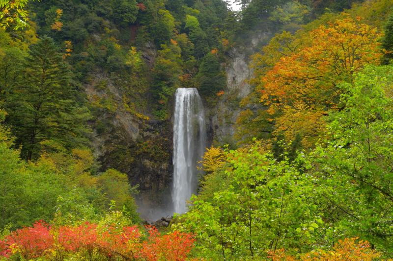 秋の大滝| 遊歩道を歩いて行くと、紅葉し始めの木々の先に布のような大きな滝が目に飛び込んできます。