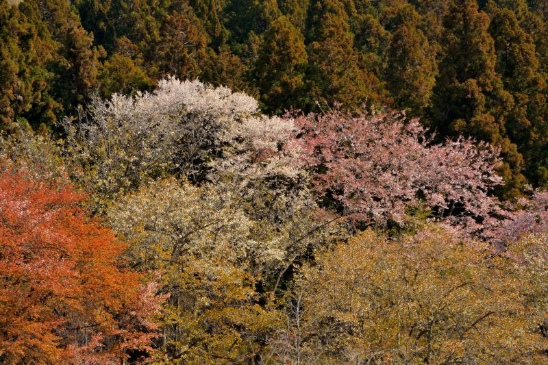 [ 美の山公園の山桜 ]  