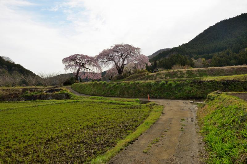 [ 菅原のしだれ桜 ]  