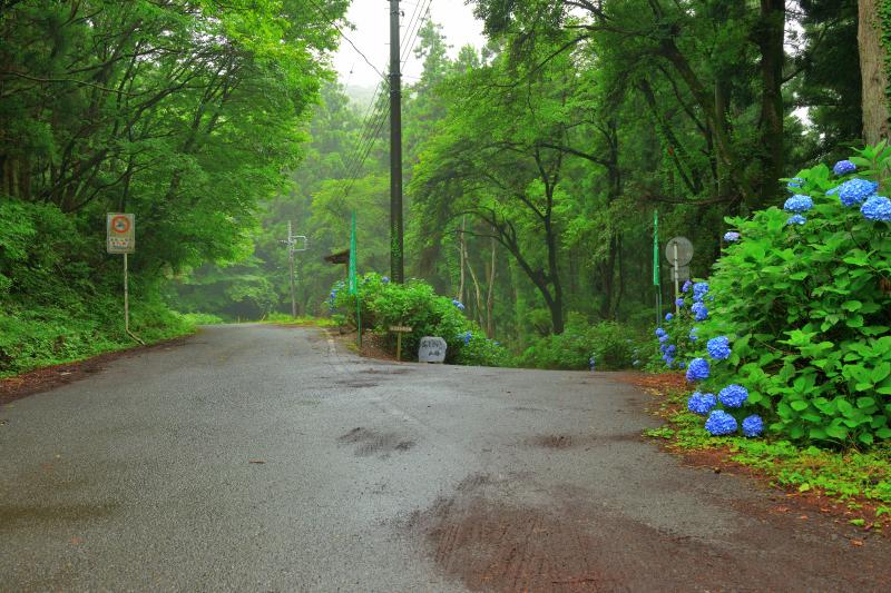 [ 榎峠 あじさいの小道の最上部 ]  本庄市児玉町から林道小平線（あじさいの小路）を登っていくと榎峠になります。こちらからは間瀬峠付近に降りることができ、長瀞まで行くことができます。