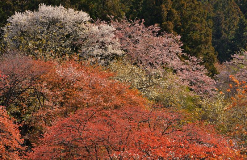 [ 美の山公園の山桜 ]  ヤマザクラは一本一本異なる色の花を咲かせ色彩豊か。